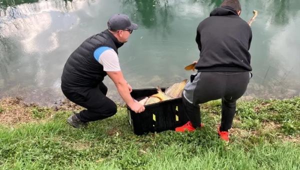 Poribljavanje šaranom rijeke Korane!